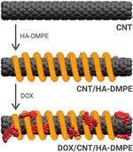 Effects of the Molecular Weight of Hyaluronic Acid in a Carbon Nanotube Drug Delivery Conjugate