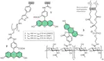 Fluorescent Carbon Nanoparticles