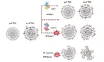 Biodegradability of Carbon Nano‐Onions by Human Myeloperoxidase and Photo‐Fenton Process